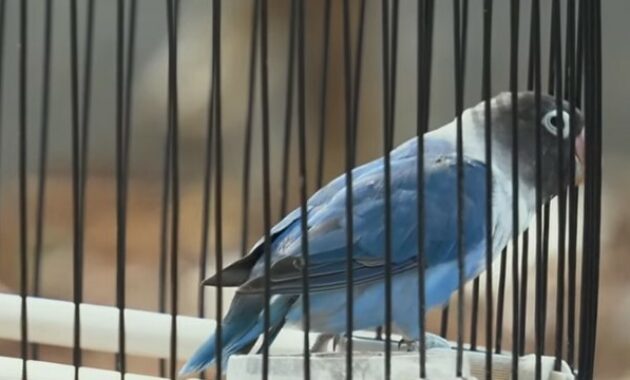 cara-menurunkan-emosi-lovebird