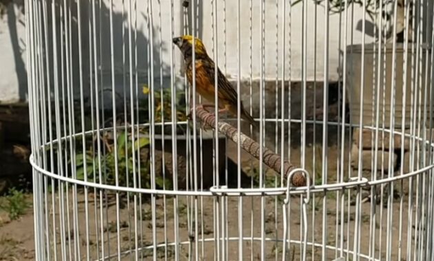 cara-merawat-burung-manyar