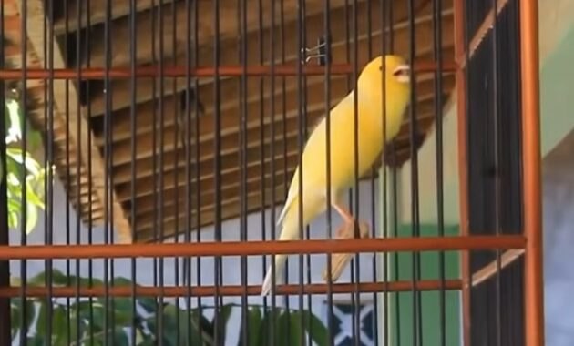 ciri-ciri-kenari-jantan-yang-bagus