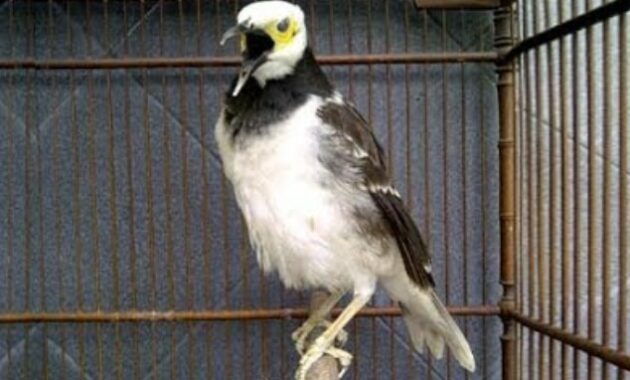 ciri-jalak-hongkong-jantan