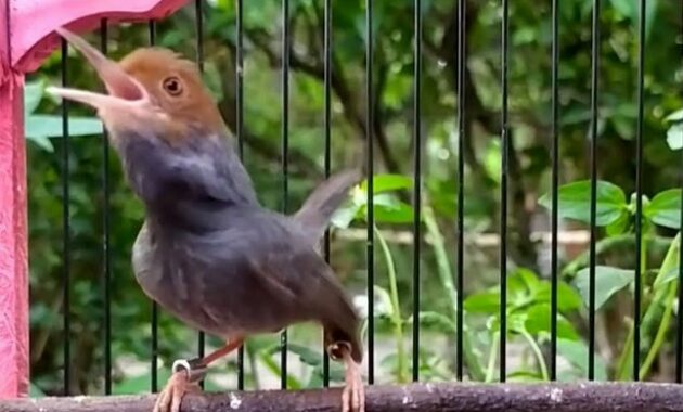 harga-burung-prenjak