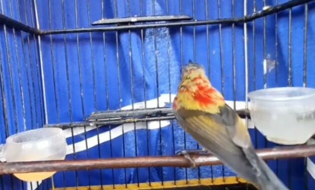 harga-kolibri-sepah-raja