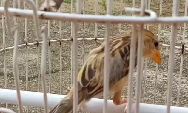 makanan-burung-manyar