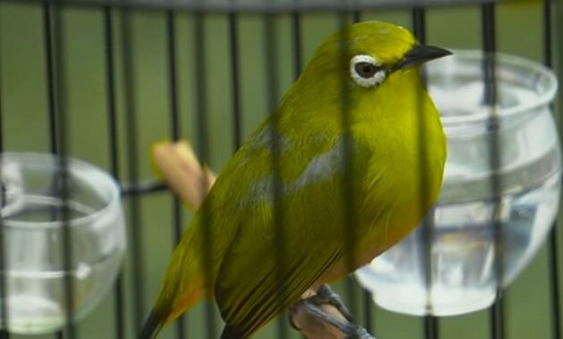 mengatasi-pleci-over-birahi