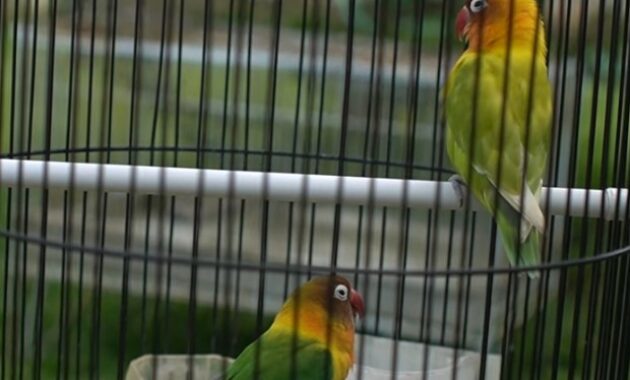 penyebab-lovebird-cabut-bulu