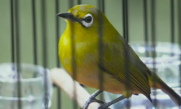 penyebab-pleci-macet-bunyi