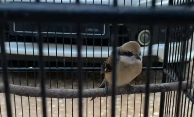 perawatan-cendet-trotol