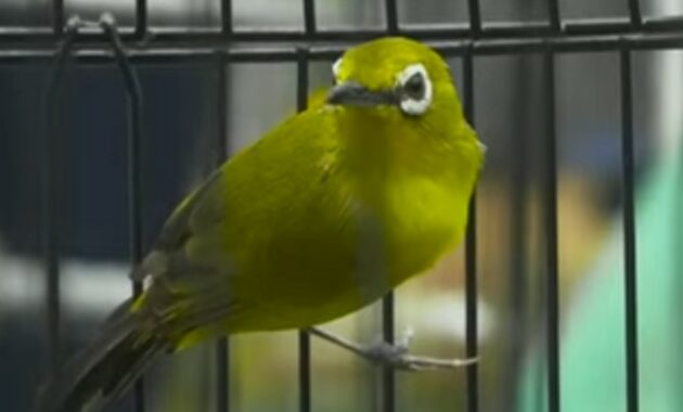 perawatan-pleci-mabung