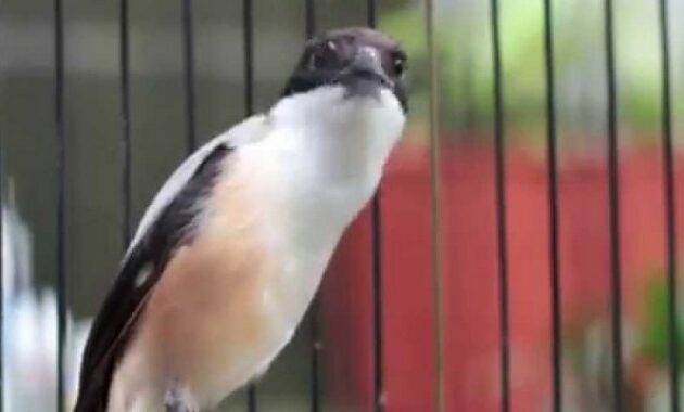 settingan-cendet-di-musim-hujan