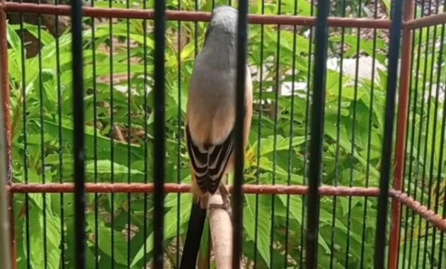 settingan-cendet-lomba