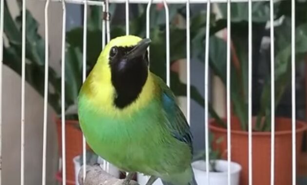 suara-asli-burung-cucak-ranting