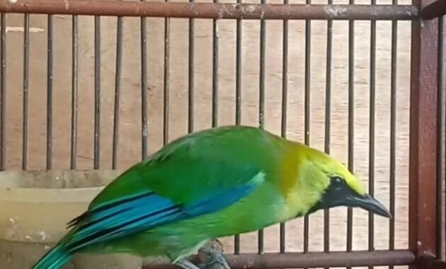 burung-cucak-ranting