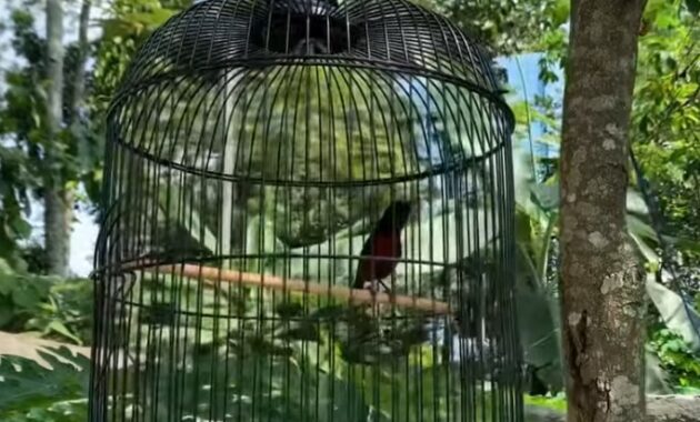 cara-agar-kolibri-ninja-bongkar-isian