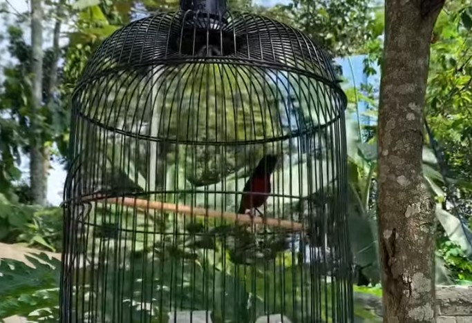 cara-agar-kolibri-ninja-bongkar-isian