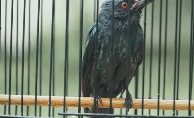 cara-agar-srigunting-makan-voer