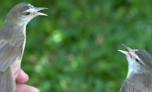 cara-membedakan-ciblek-jantan-dan-betina-muda