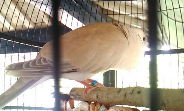 cara-merawat-burung-puter