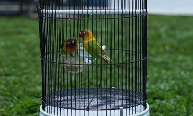 cara-setting-lovebird-untulan