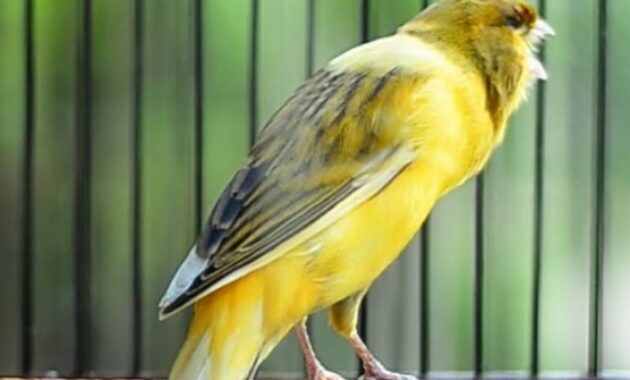 harga-burung-rumahan