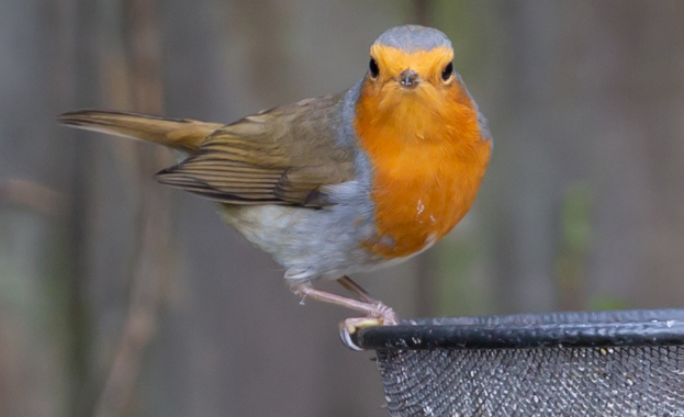 makanan-burung-robin