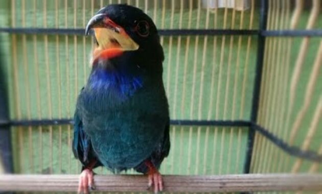 makanan-burung-tengkek-buto