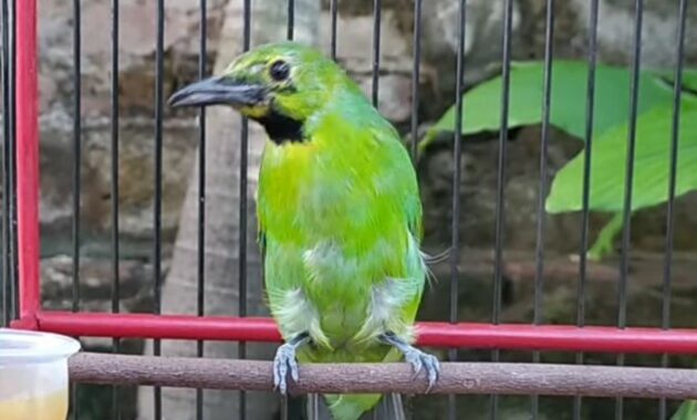 perawatan-cucak-ijo-bahan